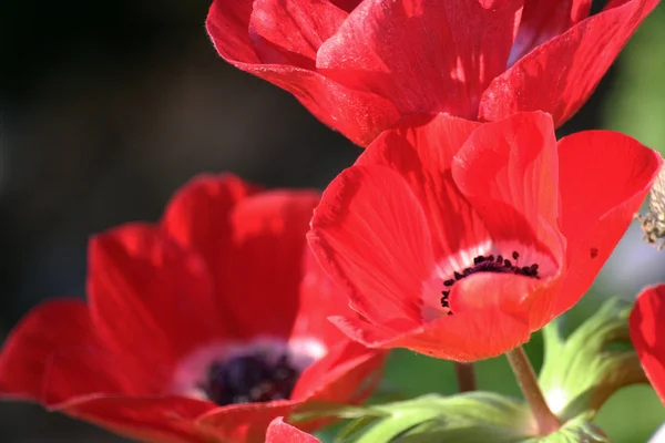 Anemone coronaria ou anêmona de papoula — Fotografia de Stock