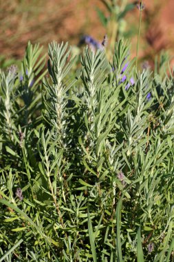 Lavandula (lavanta) flowerbed