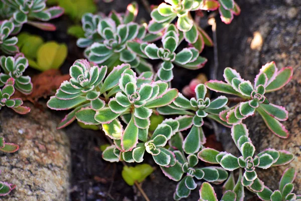 Saxifrages (taş kırıcı) — Stok fotoğraf