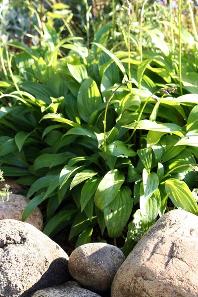 Hostas "Minor" also known as plantain lililies — стоковое фото