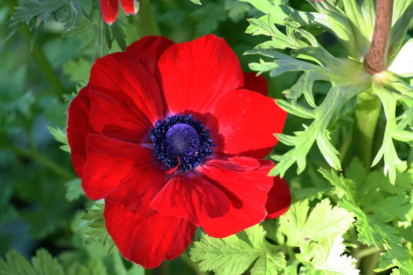 Anemone coronaria ou anêmona de papoula — Fotografia de Stock