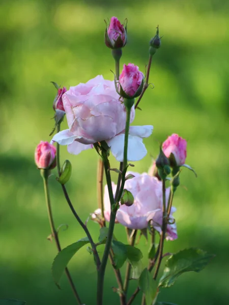 Rose, "růžové queen" v zahradě — Stock fotografie