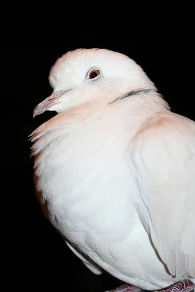 아프리카 체포 되었던 비둘기 (streptopelia roseogrisea) — 스톡 사진