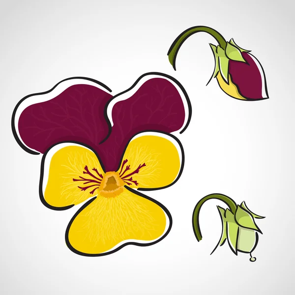 Bosquejo estilo conjunto de flores - pansy — Archivo Imágenes Vectoriales