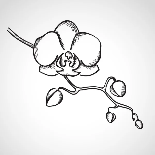 Sketch orchid branch — Stock Vector