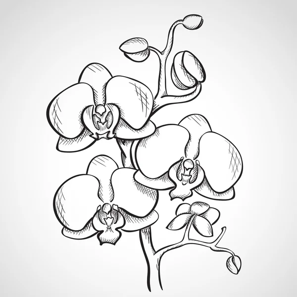 Croquis branche d'orchidée — Image vectorielle