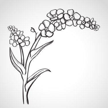 Unutma (myosotis kroki)