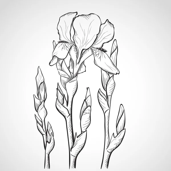 Schets iris bloemen — Stockvector