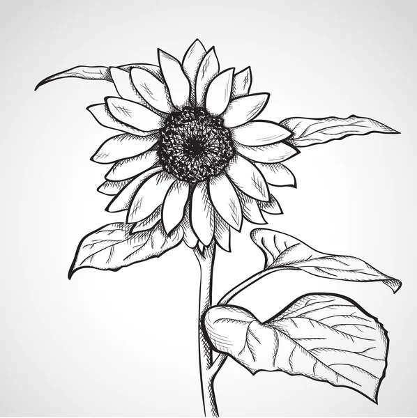 Sketch sunflower (Helianthus) — Stock Vector