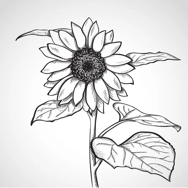 Schets zonnebloem (helianthus) — Stockvector