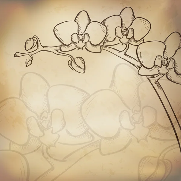 Desenho fundo da orquídea — Vetor de Stock