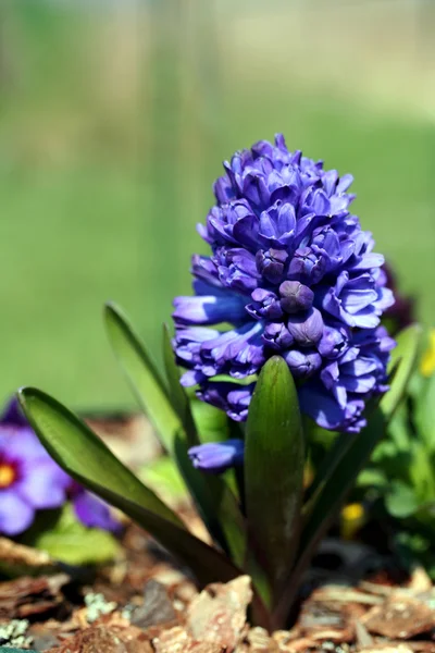 庭ヒヤシンス （hyacinthus クロマグロ) — ストック写真