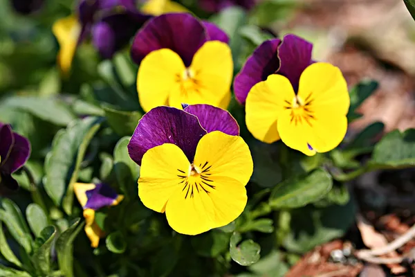 Viola tricolora —  Fotos de Stock