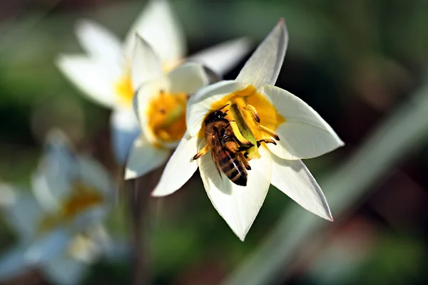 Botaniska tulpan - tulipa turkestanica — Stockfoto