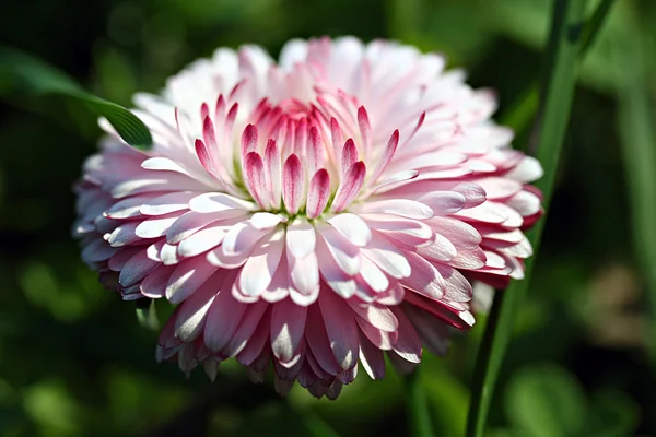 Bellis perennis bloem in tuin — Stockfoto