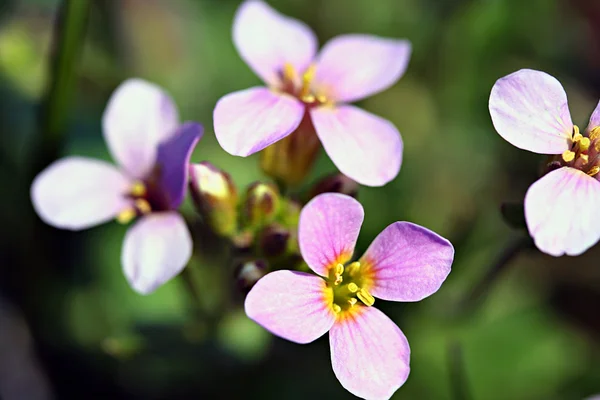 Flowerbed of Aubrietia. — Stock Photo, Image