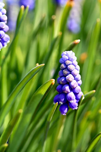 风信子 (穆斯卡里） 花 — 图库照片