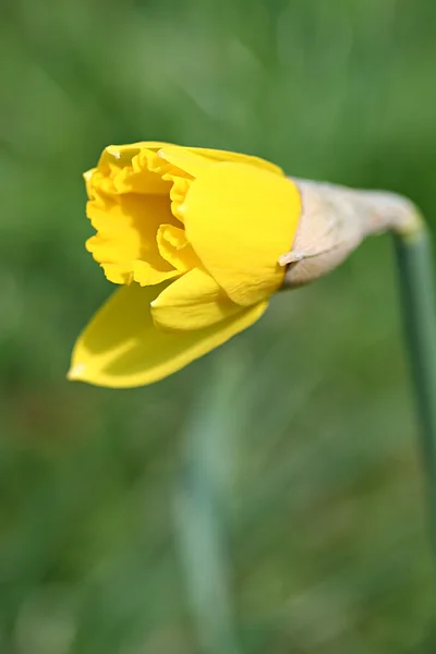 Fleurs de narcisse dans le jardin — Photo