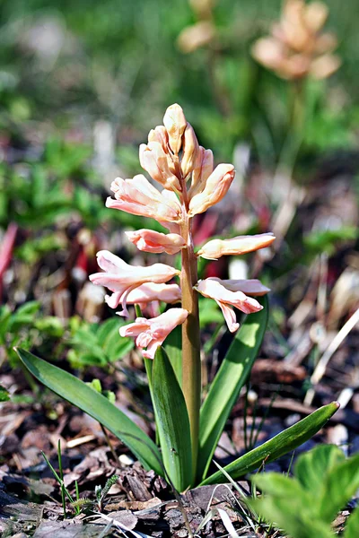 Trädgård hyacint (Hyakinthos orientalis) — Stockfoto