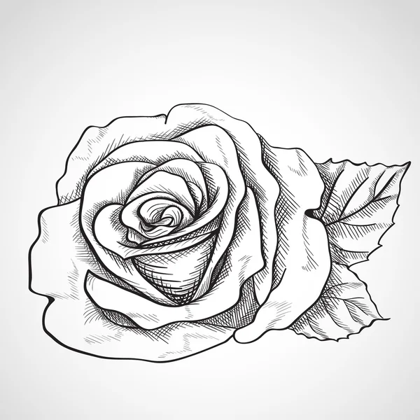 Croquis rose — Image vectorielle