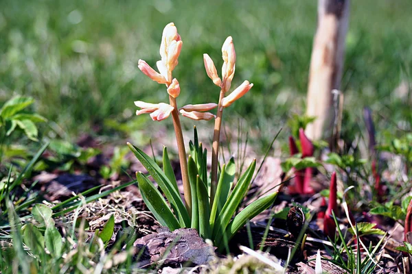 Jacinto-do-jardim (Hyacinthus orientalis ) — Fotografia de Stock