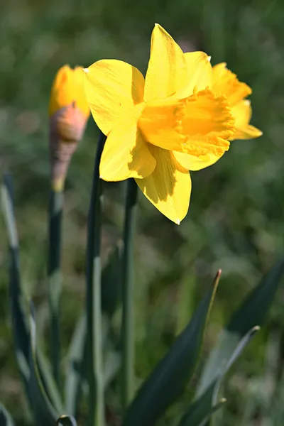 Fleurs de narcisse dans le jardin — Photo