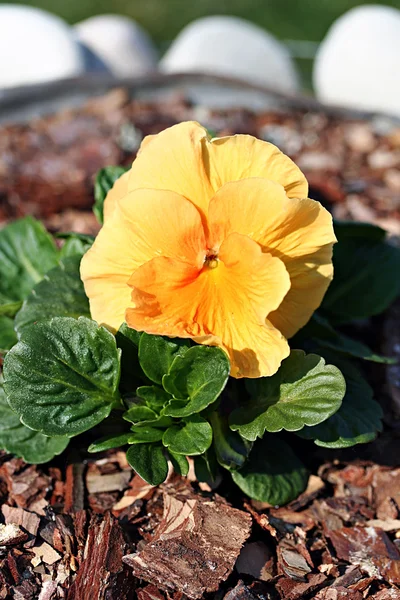 Pansy amarelo — Fotografia de Stock