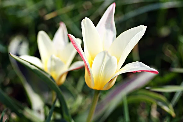 ユリの花が咲くチューリップ — ストック写真