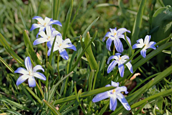 Scilla luciliae en el jardín —  Fotos de Stock