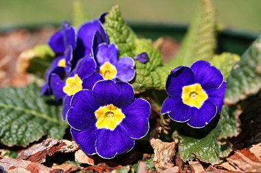 Bahçe primula Tarõmõn