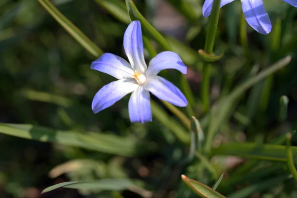 Scilla luciliae в саду — стоковое фото