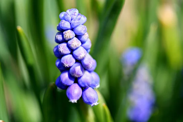 Flores de jacinto de uva (Muscari) — Fotografia de Stock