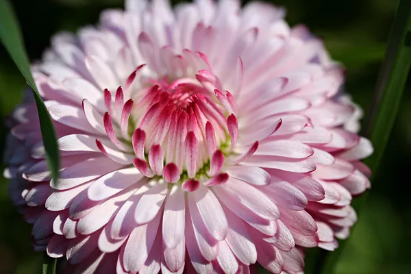 Bellis perennis bloem in tuin — Stockfoto