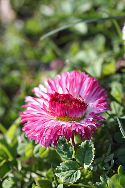 Bellis perennis květina v zahradě — Stock fotografie