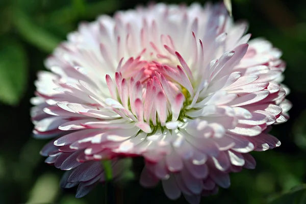 Bellis perennis квітка в саду — стокове фото