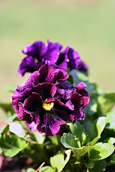 Lila pansy — Stockfoto