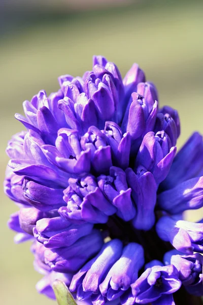 Zahradní Hyacint (hyacinthus orientalis) — Stock fotografie
