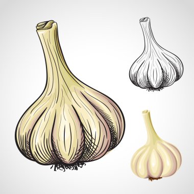çizilmiş vektör sarımsak el