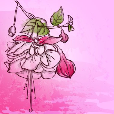 Kroki fuşya arka plan