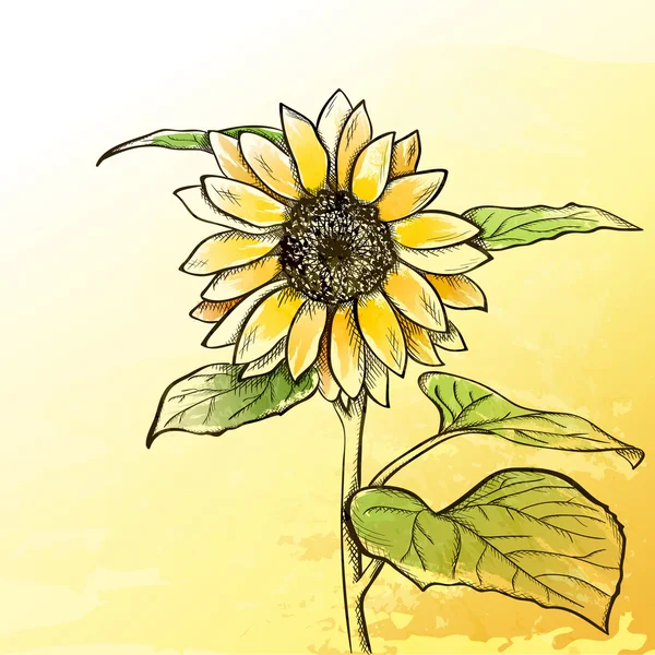 Sketch  sunflower background — Stock Vector