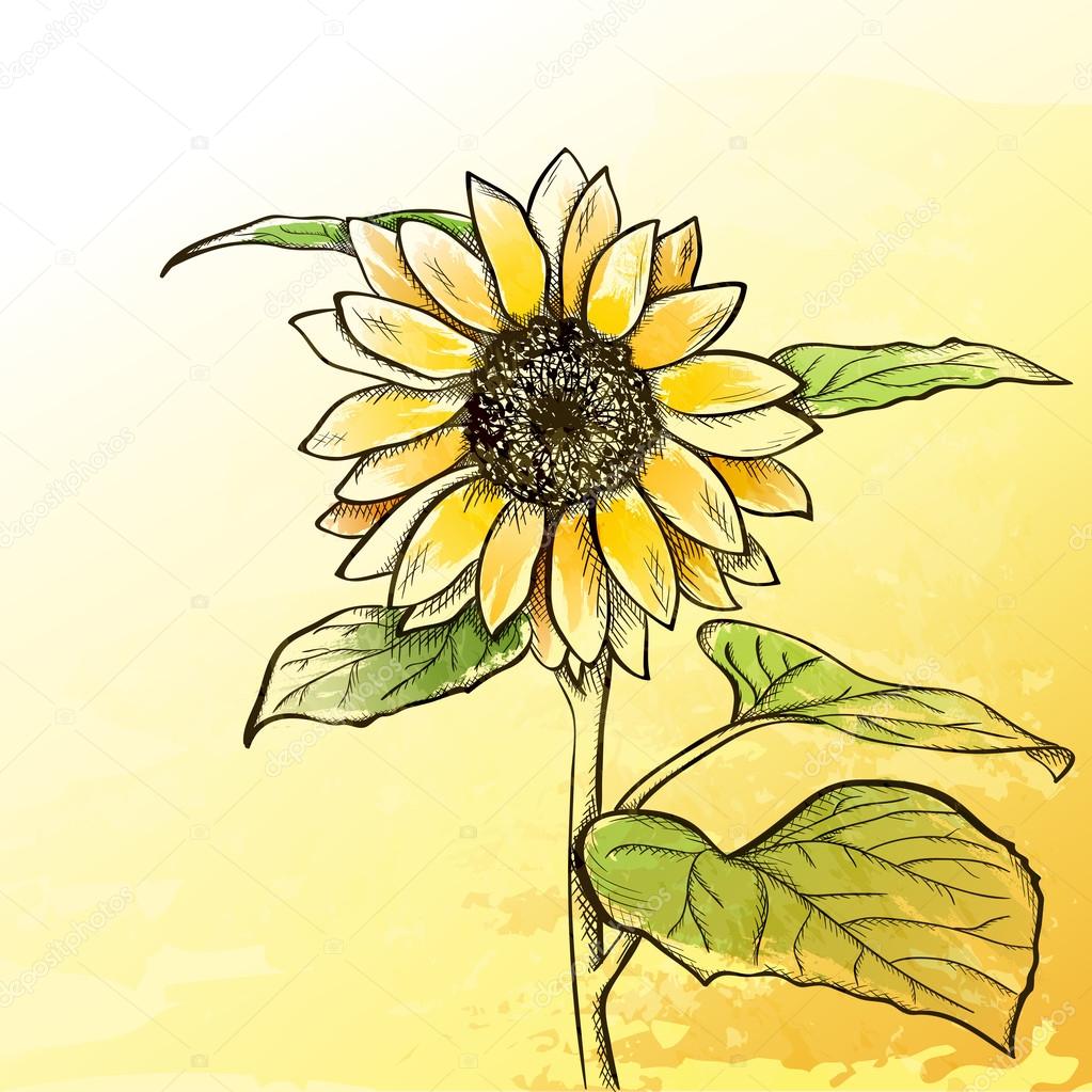 Sketch  sunflower background