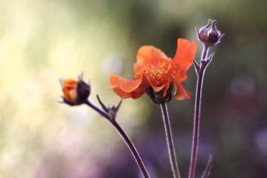 Geum coccineum olarak da bilinen avens