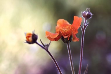 Geum coccineum also known as avens clipart