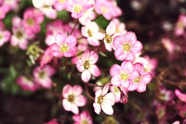 yosunlu saxifrage çiçek