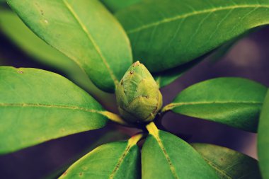 ormangülü, retro filtre efekti