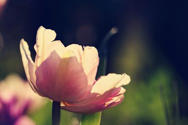 Tulipa 