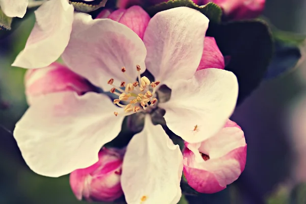 Flores de manzana, efecto filtro retro —  Fotos de Stock