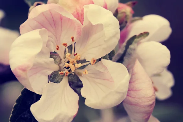 Apple flowers, retro filter effect