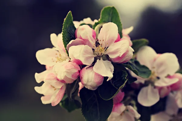 Flores de manzana, efecto filtro retro —  Fotos de Stock