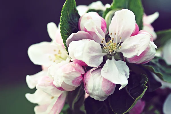Flores de manzana, efecto filtro retro —  Fotos de Stock